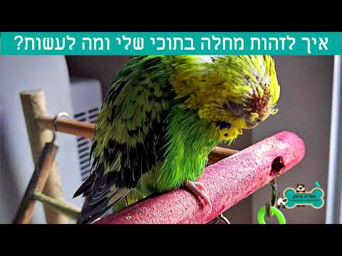 וִידֵאוֹ: 3 דרכים לחיות עם קקדו מולוקני