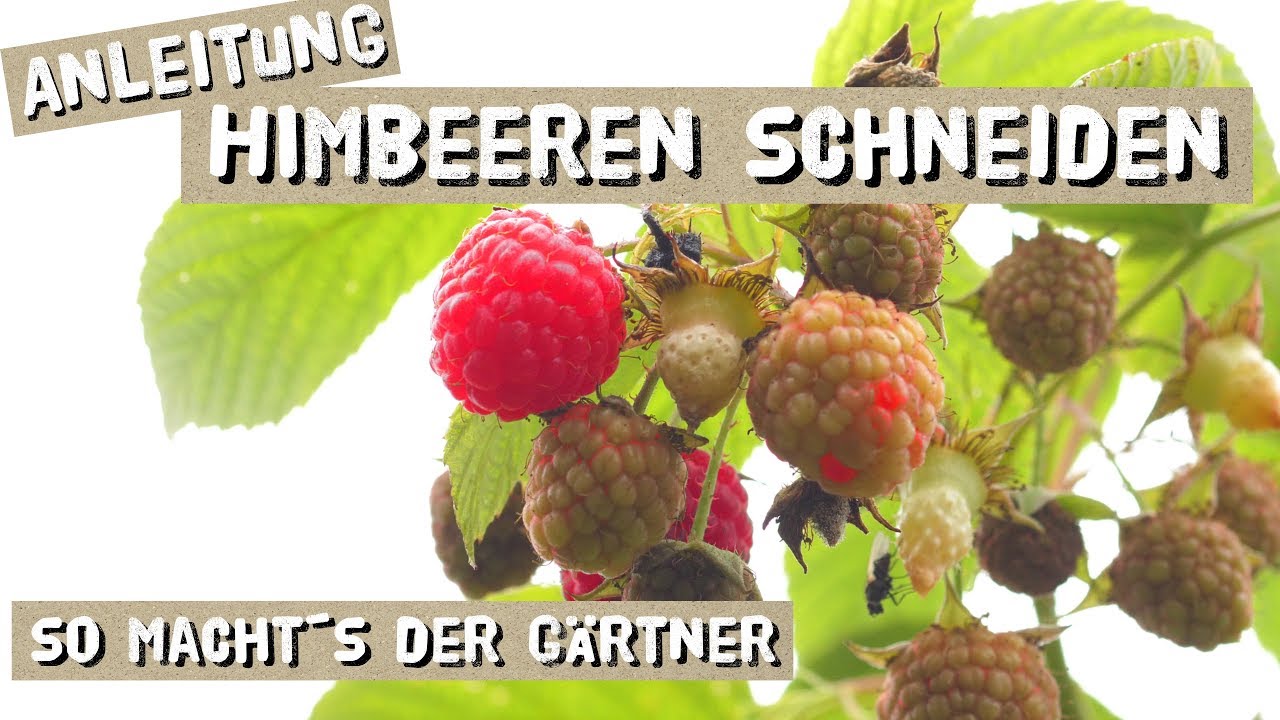 420flow dünger erfahrungen 420Flow Guano Dünger – Organischer NPK-Pulverdünger für Cannabis main image 0