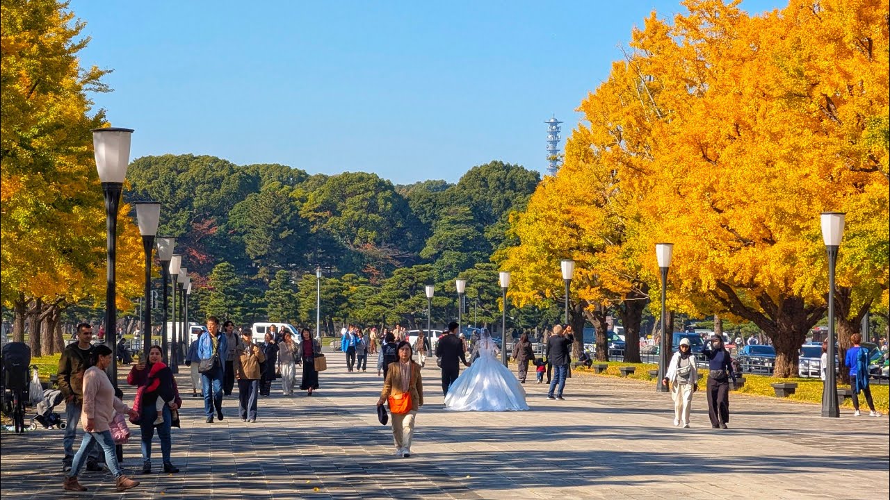 Live Downtown Tokyo Autumn Walk