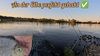 Mai-Erwachen an der Elbe mit simpler Montage für's Fluss-Feederangeln 