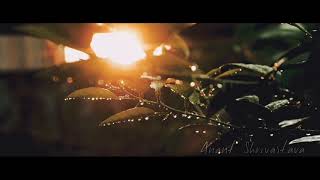 Willow Tree | Natural Cinematic Experience | Directed By: Anant | Anant N Ananta