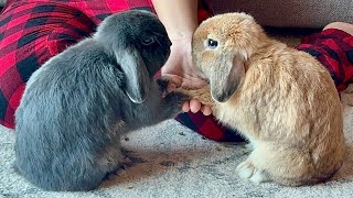 Relaxing Video | Watch Rabbits Eat | Bonding