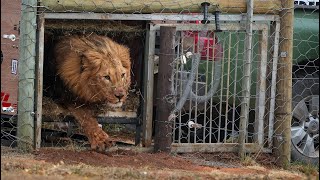 From the frontline to ‘freedom’ – Tsar & Jamil arrive at Shamwari by Born Free Foundation 103,924 views 2 months ago 3 minutes, 24 seconds