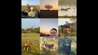 Beyond the Big Five 🦒🐕 Tracking Africa’s Incredible Wildlife | Sabi Sands Safari #safari #sabisands