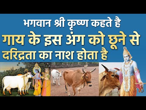 वीडियो: गाय मनुष्य के लिए कैसे उपयोगी हैं?