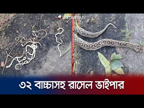 ভিডিও: ভাইপার সাপ কি খায়?