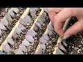 How to propagate echeveria succulents from leaves   incl rare crested form of ling snow ariel 