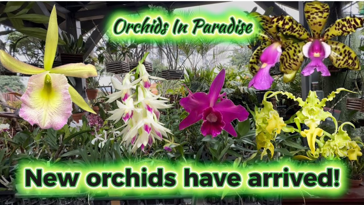 I ordered a variety of orchids including species, fragrant, rare and just simply beautiful! 
