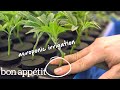 How the Professionals Grow Marijuana