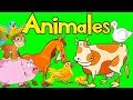 Sonidos de Animales para bebés - Videos para Nños - Mi Jardín Preescolar