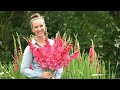 Glaeul  comment planter cultiver rcolter et conserver les bulbes de glaeul northlawn flower farm