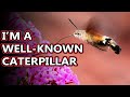 Hummingbird Moth facts: also known as hawk moths | Animal Fact Files