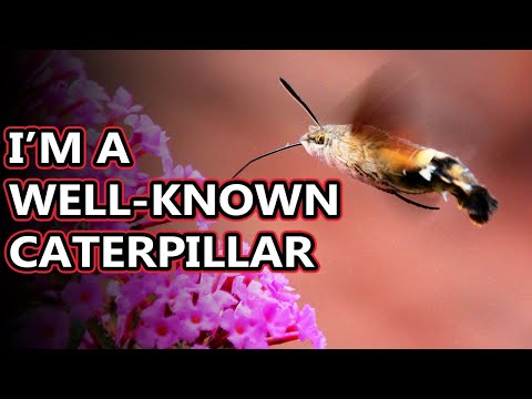 Video: Šta je moljac kolibrić – saznajte više o oprašivačima kolibrijevog moljca