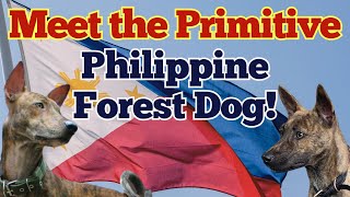 The Philippine Forest Dog A Primitive Breed With A Wild Legacy