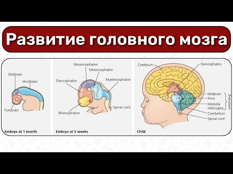 Развитие нервной системы: развитие головного мозга, мозговые пузыри эмбриология, анатомия ЦНС