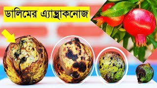 How to Control Anthracnose of Pomegranate || ডালিম গাছের রোগ ও প্রতিকার || ডালিমের এ্যানথ্রাকনোজ