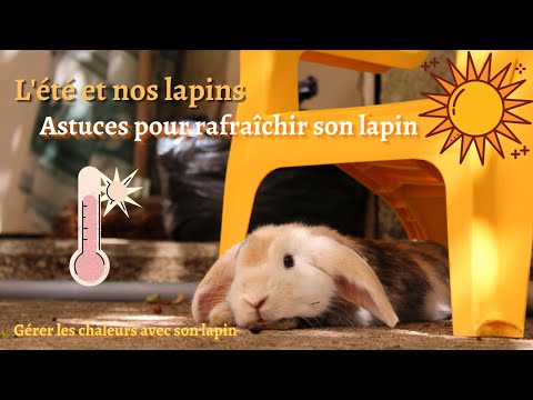 GERER LA CHALEUR AVEC SON LAPIN || COMMENT RAFRAICHIR SON LAPIN ? || L'été et les lapins || Astuces