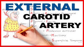 External Carotid Branches best Mnemonic series # 8