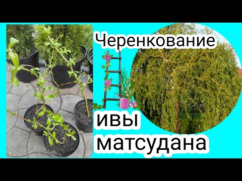 Ива матсудана (извилистая). Черенкование ивы. Неприхотливый сад