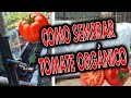 Como sembrar Tomate Orgánico - Basura cero