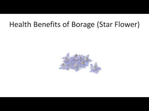 Top 10 Health Benefits and Advantages of Eating Borage Star Flower