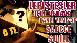 Lepi̇stesler İçi̇n Sadece Su İle Bedava Canli Yem Yap 0 Tl