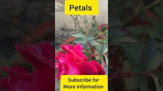 #petalsandsepals#petals#sepals#flowerparts#flowervocabulary#vocabulary#shorts #viral #trending