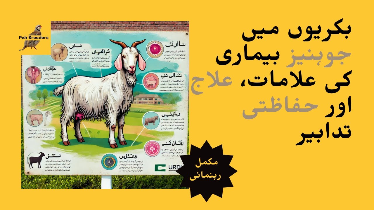 Goat johne's disease | Sheep johne's disease | Pak Breeders