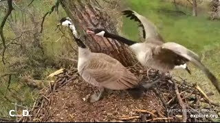 Decorah Eagle Nest~Goose Pair Runs Off Intruder-On Alert-Vultures-Eagle Pair On Nest 6_4-18-24 by chickiedee64 495 views 3 weeks ago 11 minutes, 44 seconds