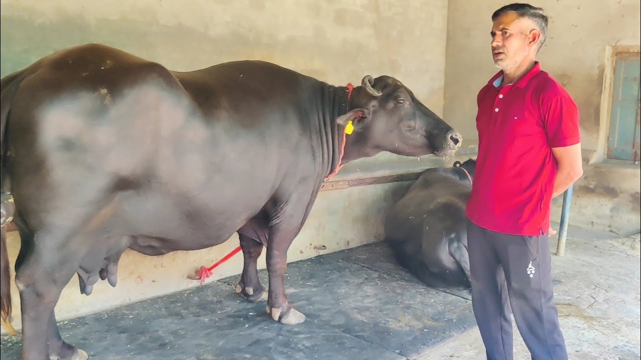 May 7, 2024 #Reshmaa dairy farm पर 25 किलो दुध देने वाली शौ क्वालिटी झोंटी बिक्री के लिए उपलब्ध