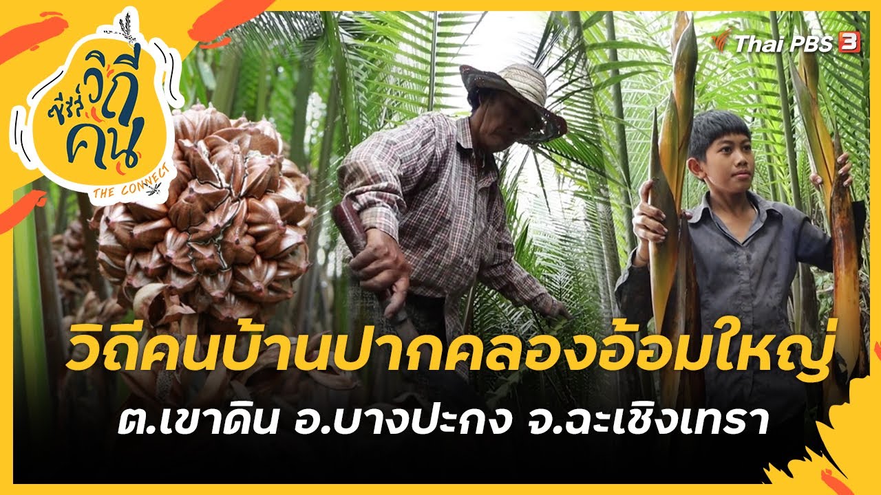 วิถีคนบ้านปากคลองอ้อมใหญ่ ต.เขาดิน อ.บางปะกง จ.ฉะเชิงเทรา | ซีรีส์วิถีคน [CC]