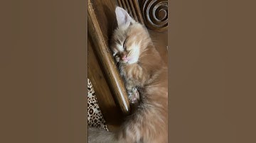 Thumbnail of #cover #music #song #cat #catfunny #catlover #catvideos #cute #funnycatvideos #kitten #fyp #usa