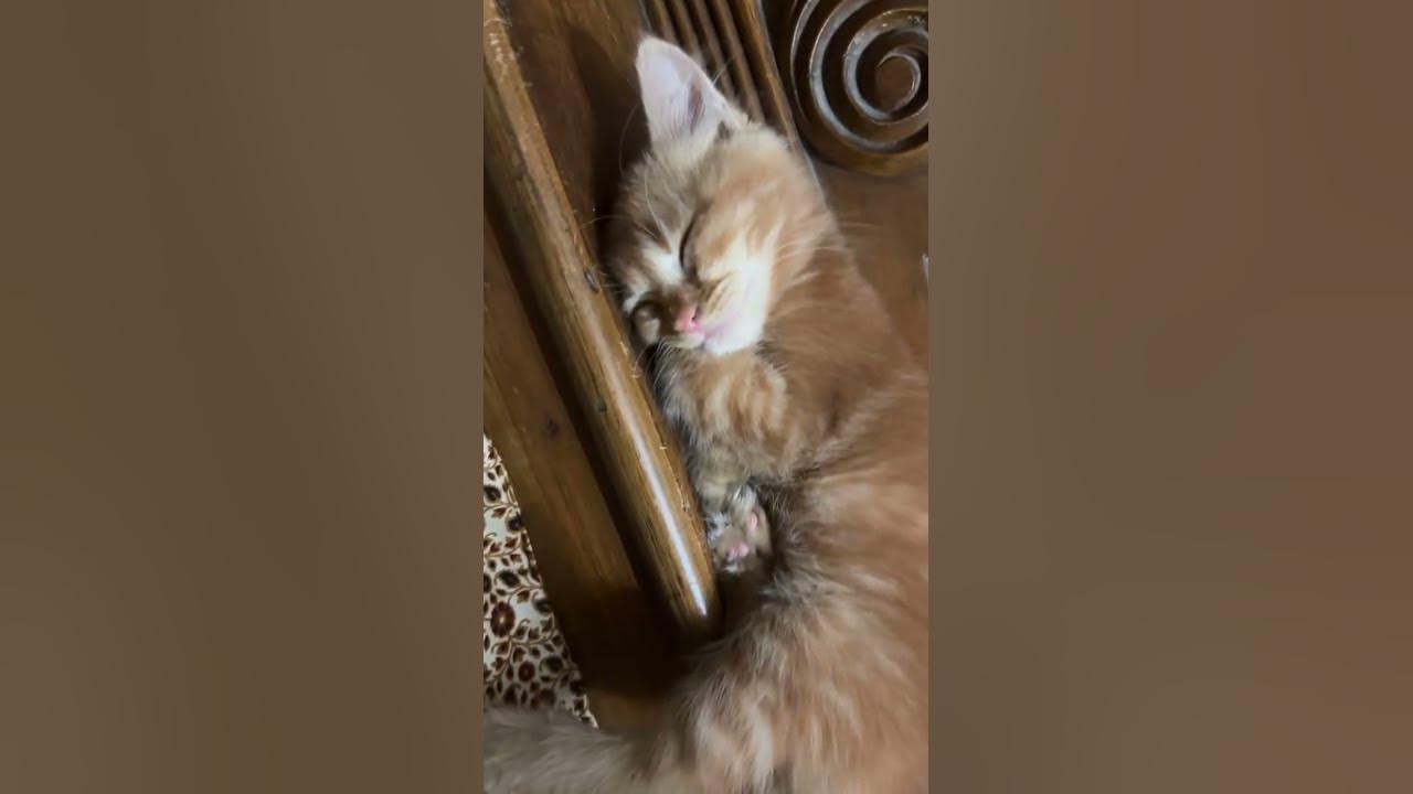 #cover #music #song #cat #catfunny #catlover #catvideos #cute #funnycatvideos #kitten #fyp #usa