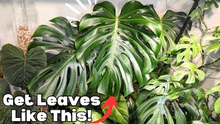 I changed TWO things to get HUGE leaves by Everything Plants 15,159 views 4 months ago 20 minutes