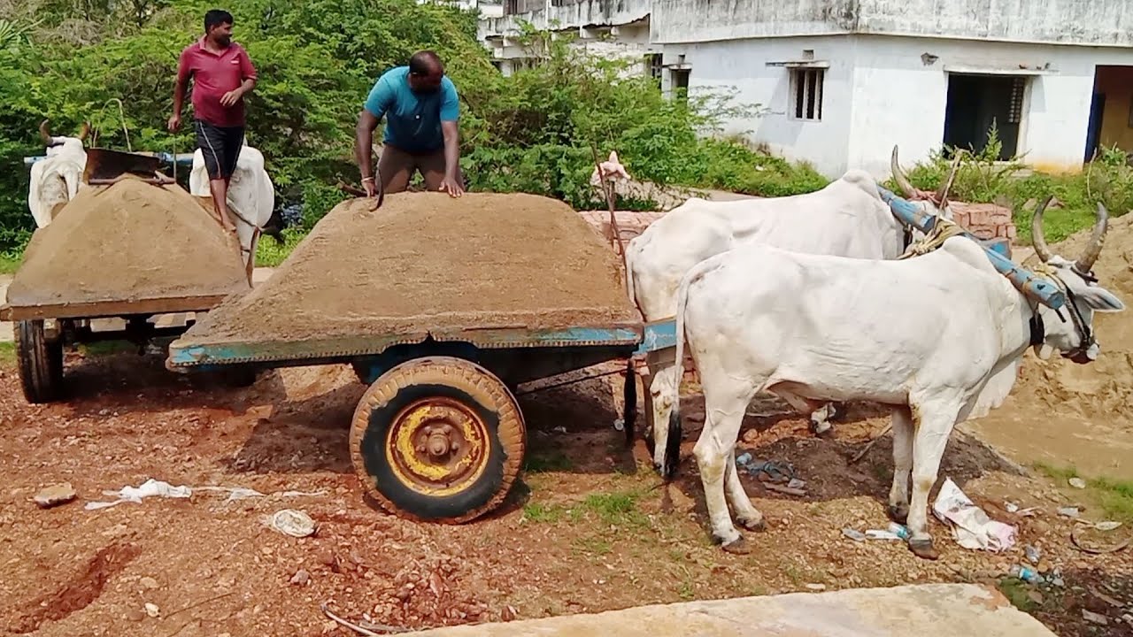 Ongole Bulls Fully Sand Unloading Process | World Biggest Bulls | Ongole Bullock Cart
