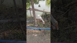 duck quack quack cute duck#duck#quack#viral#video#duckflying#