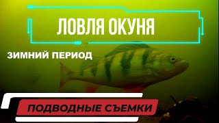 Ловля окуня в зимний период!  Таких окуней еще не ловил! Подводные съемки