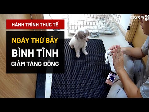 Video: Bệnh chuyển động ở chó