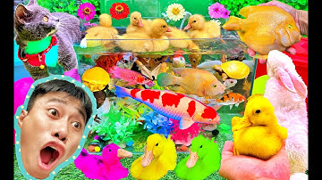 Bắt Vịt Con Cá Cảnh Dễ Thương, Con Mèo, Rùa, Cá Koi, Cá Vàng, Cá Chép | Bắt Các Con Vật Dễ Thương