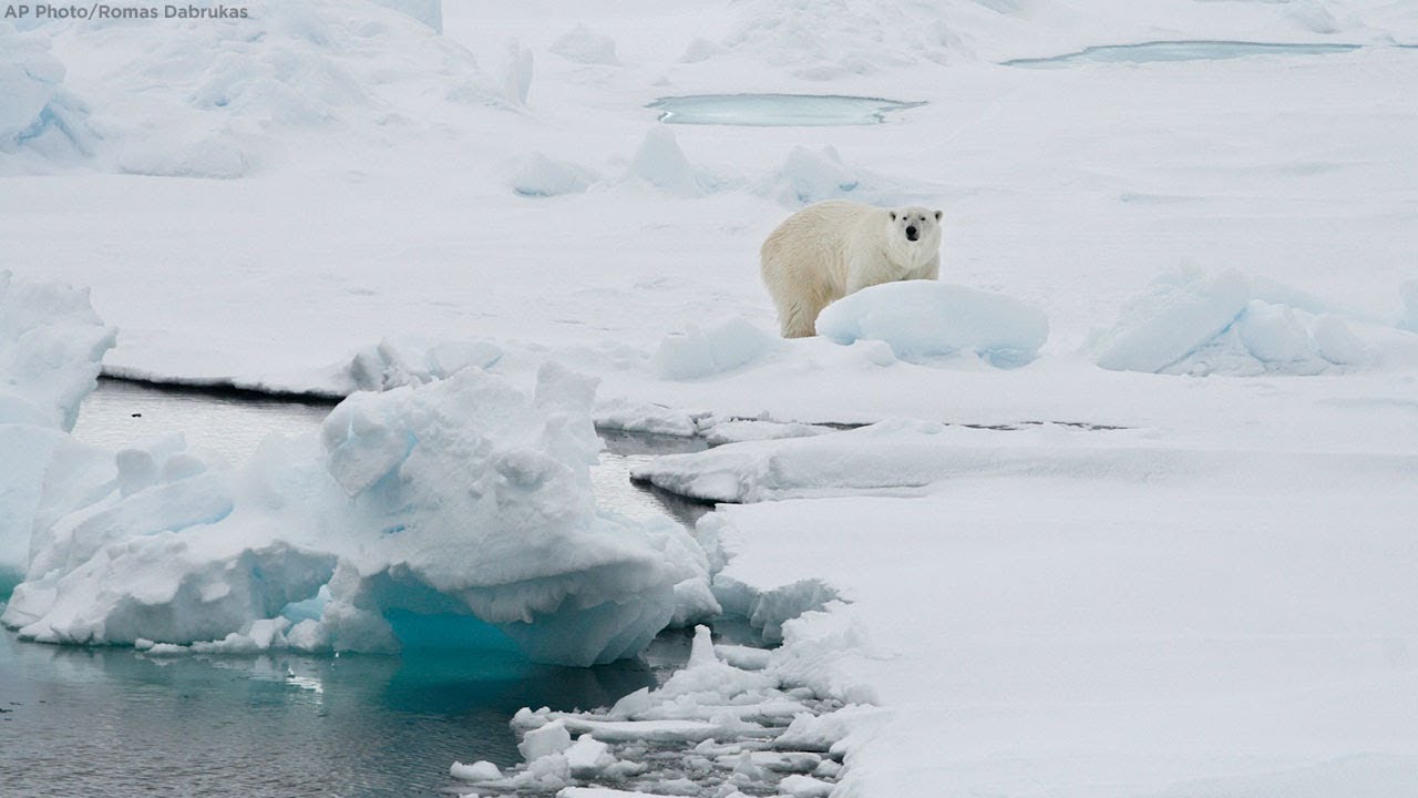 arctic ocean Polar bear killed after attacking cruise line employee
