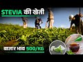          20   stevia farming  stevia cultivation 