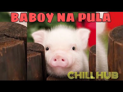 Video: Baboy Na May Mga Milokoton