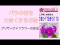 バラの花を大きくする方法【プリムラヴィレッジ　プリザーブドフラワー教室】