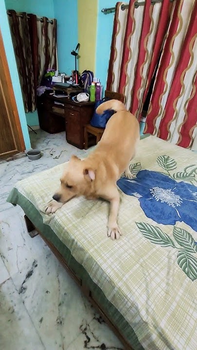 Coco All Time Khel Khelna Pasand Karta dog dogs shorts trending coco-all-time-khel-khelna-pasand-karta-dog-dogs-shorts-trending