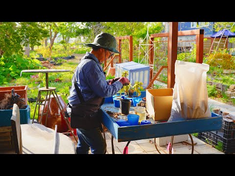 Video: Bimët e marules Tom Thumb: Si dhe kur të mbillni farat e marules Tom Thumb