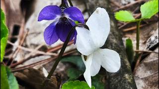 Viola Alba, Viola Odorata & Odorata Rosea - Wild Flowers - Secrets of Wild Violets screenshot 5