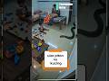Attacked by a python #shorts #animals
