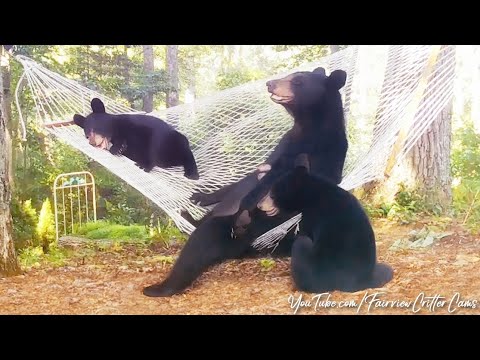 HAMMOCK BEARS - Video 1