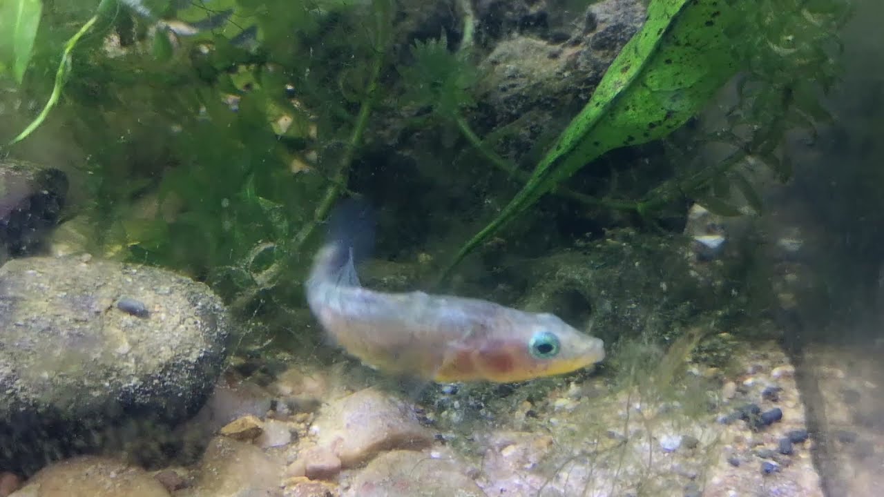 Three Spine Stickleback fish breeding in coldwater aquarium