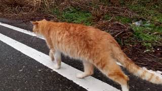 雨上がりの駐車場を散歩する茶トラ野良猫、何故か付いてくる黒猫